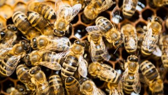 Men Pee On Beehive, Bees React Accordingly To The First Human Body Parts They See