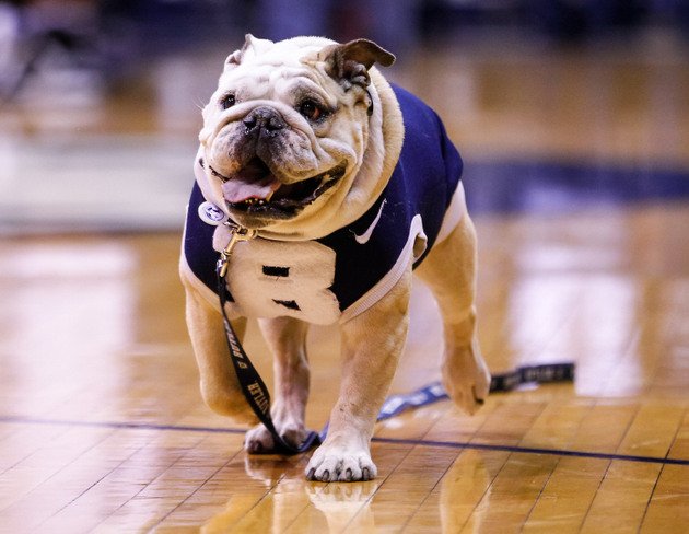 The Butler Bulldog Lost His Chow On The MSG Court