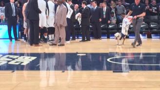 The Butler Bulldog Puked And Rallied Before A Big East Game
