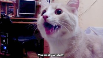 Meet The Fetch-Playing Russian Cat That Thinks He’s A Dog