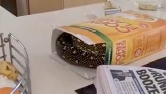 NOPE: This Australian Man Found A Giant Python Hiding In His Box Of Corn Flakes