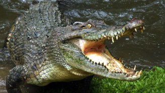 Authorities Found A Crocodile During A New Jersey Drug Raid, Unless They Were Just Hallucinating