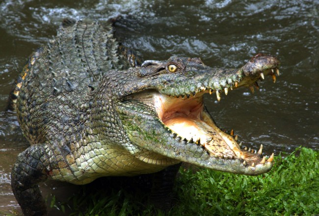 crocodile-drugs