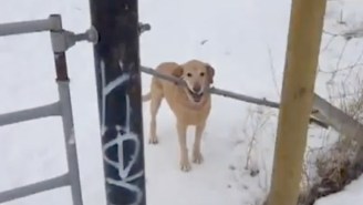 Dog Would Rather Confine Itself To A Wintry Prison Than Drop Its Big Stick