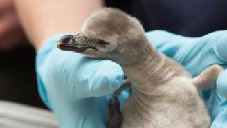 Do You Guys Wanna See A FRIGGIN’ NEWBORN BABY PENGUIN OR WHAT?