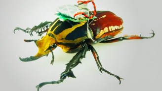Scientists Have Found A Way To Turn A Beetle Into A Remote-Controlled Helicopter
