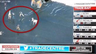 TSN Spoofed The Llama Chase During NHL Trade Deadline Talk And It Was The Most Canadian Thing Ever