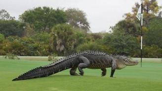 An Alligator From The Jurassic Era Interrupted A Group Of Golfers In Florida
