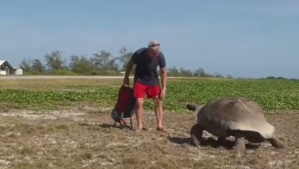 Watch This Tortoise Slowly Chase The Man Who Interrupted His Sexy Time