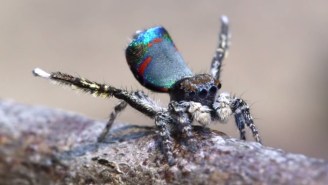 Two New Colorful Spider Species Named Sparklemuffin and Skeletorus Were Discovered In Australia