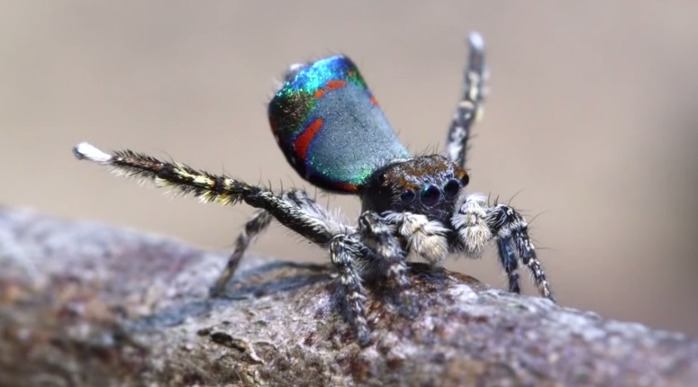 7 new species of colorful Peacock Spider join the dance party