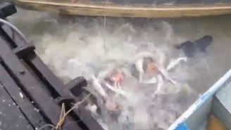 NOPE: Dozens Of Piranhas Go On An Insane Feeding Frenzy In A Brazilian River