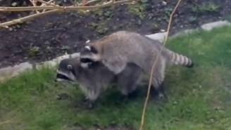 These Giggling Young Kids Have No Idea What To Make Of Two Humping Raccoons
