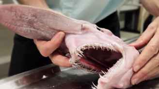 NOPE: This Rare And Terrifying Goblin Shark Was Caught Off The Coast Of Australia
