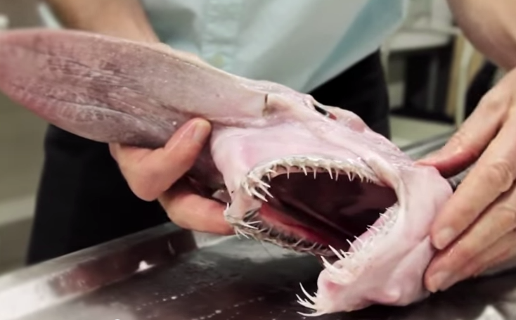 NOPE: An Up Close Look At The Terrifying Goblin Shark