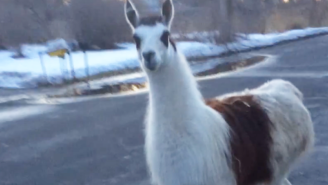 A Llama And Goat Were Randomly Seen Walking The Streets Of A Small New York Town