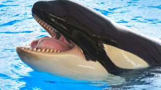 SeaWorld’s Twitter Q&A About Killer Whale Care Went Exactly As You’d Expect