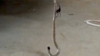 NOPE: Watch This Horrifying Video Of An Australian Spider Eating A Snake