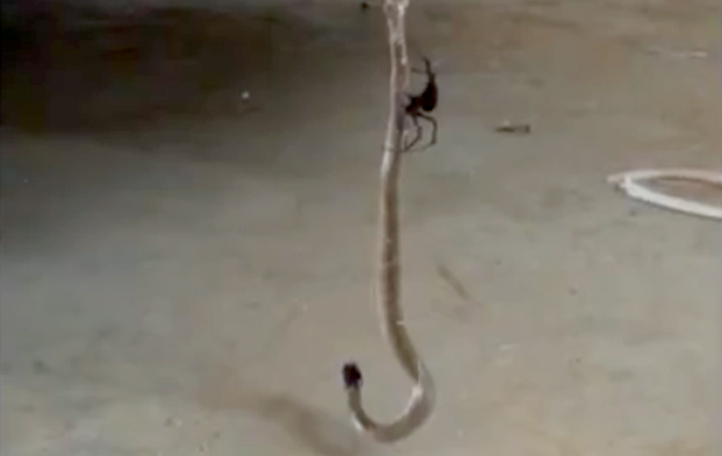 giant spider eating a snake is absolutely horrifying