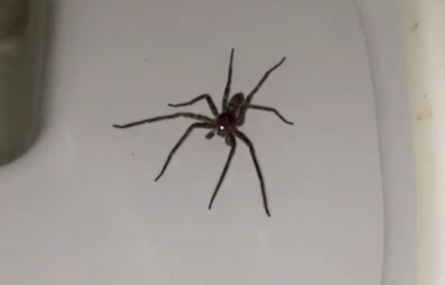 This giant spider in Australia will haunt your dreams
