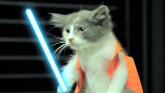 282 days until Star Wars: Watch cats battle for the galaxy in ‘Jedi Kittens’