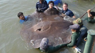 This Pic Of An 800-Pound Stingray Doesn’t Look Real
