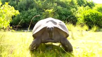 Here’s what tortoises do when you interrupt mating