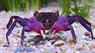 NOPE: Newly Discovered Species Of Vampire Crabs Might Already Live In Your Home
