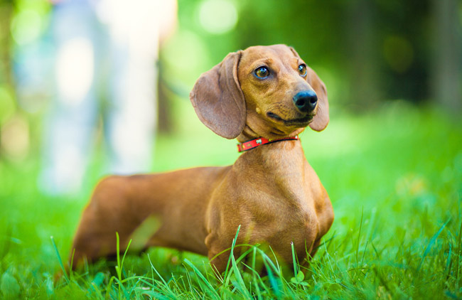 wiener-dog