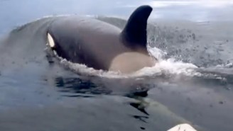 Watch These Dudes In A Tiny Rowboat Get Terrorized By Killer Whales