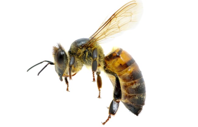 bee