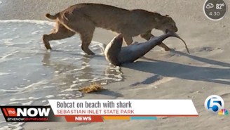 Is This Photo Of A Bobcat Dragging A Shark Out Of The Ocean Real Or Photoshopped?