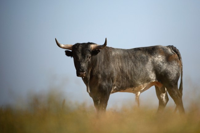 Miura Fighting Bulls At Zahariche Land