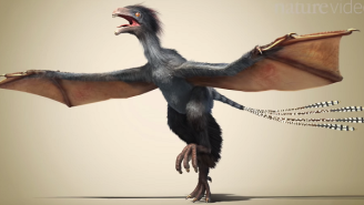 Newly Discovered Dinosaur Has A Short Name And Fuzzy Bat Wings