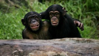 Wild Chimpanzees Have Learned How To Fish, Will Probably Take Up Shooting Next