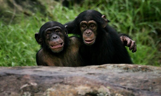 Dr Jane Goodall Visits Taronga Zoo's Chimpanzees
