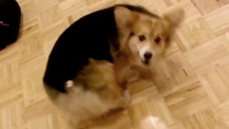 This Corgi Trying To Get A Treat Off Its Butt Is The World’s Collective Frustration