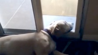 This Dog Getting Its Head Shut In The Automatic Dog Door Is Your Friday Spirit Animal