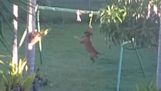 Here’s A Dog Playing On Swing Set Made Just For Dogs