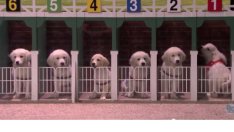Jimmy Fallon Uses Adorable Puppies To Predict The Winner Of The 2015 Kentucky Derby