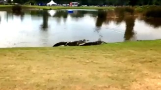 Watch These Two Alligators Fighting At The 17th Hole Of The PGA’s Zurich Classic
