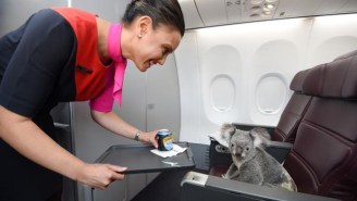 Stop Everything Right Now Because These Koalas Are Riding On An Airplane