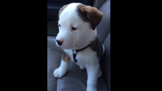 This Tiny Puppy Is Adorably Freaked Out By His Own Hiccups