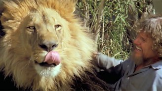 ‘Roar’ Is Basically An Absurdly Dangerous, $17 Million Cat Video About Killer Lions