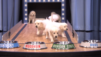 Watch These Adorable Puppies Predict The Winner Of The 2015 Final Four Championship