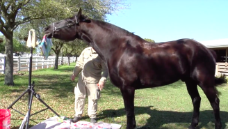 This Police Officer Likes To Paint — Oh, And He’s Also A Horse