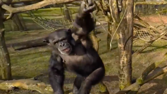 Watch This Hero Chimp Use A Giant Stick To Knock A Drone Out Of The Sky
