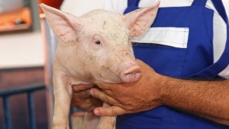 A Wisconsin Church Saw The Light And Decided To Cancel Their Annual Pig Wrestling Fundraiser