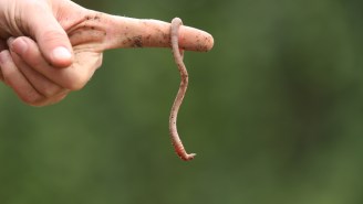 It Rained Earth Worms In Norway For Some Reason
