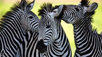 Three Zebras Led The Police On A High-Speed Chase